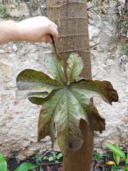 Cecropia