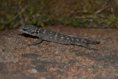 Pseudocordylus melanotus