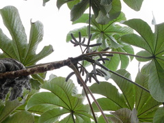 Cecropia