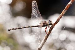 Austroaeschna subapicalis