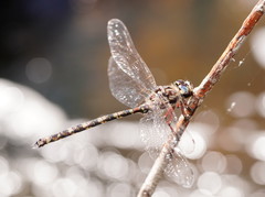 Austroaeschna subapicalis