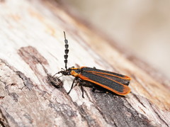 Pseudolycus marginatus