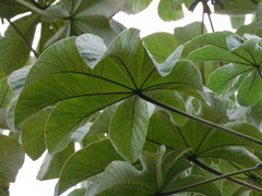 Cecropia