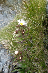Dolichoglottis scorzoneroides