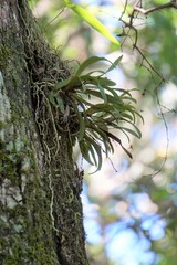 Sarcochilus falcatus
