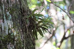 Sarcochilus falcatus