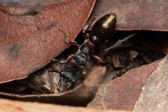 Myrmecia chrysogaster