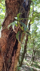 Sarcochilus falcatus