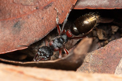 Myrmecia chrysogaster