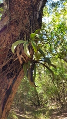 Sarcochilus falcatus