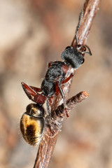 Myrmecia chrysogaster