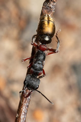 Myrmecia chrysogaster
