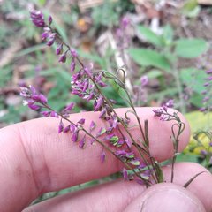 Polygala paniculata