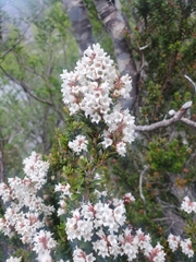 Archeria serpyllifolia