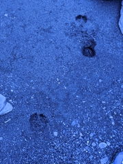 Cervus nippon taiouanus