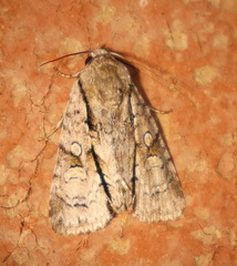 Turnerinycta phaeocosma