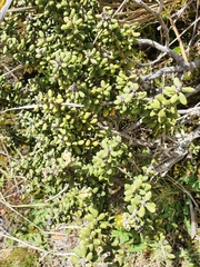 Olearia cymbifolia