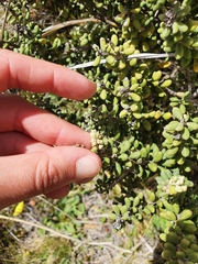 Olearia cymbifolia