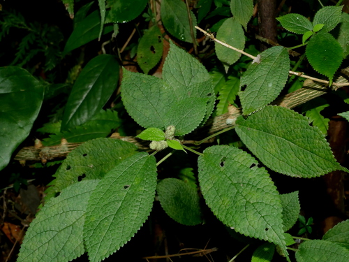 Boehmeria pilosiuscula (Boehmeria pilosiuscula)