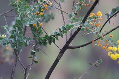 Acacia uncinata