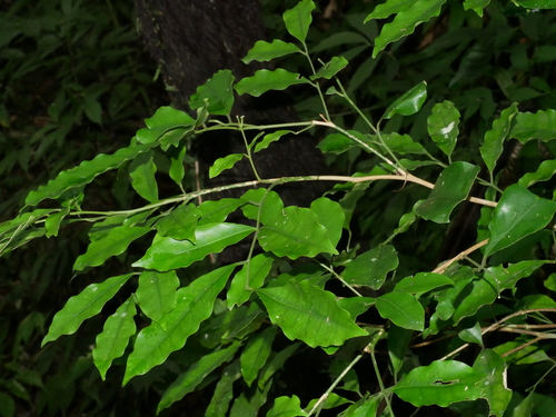 Image of Flower Axistree (Glycosmis parviflora) by (c) Jacy Chen, some rights reserved (CC BY)