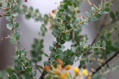Acacia uncinata