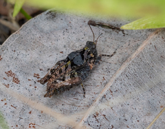 Paratettix argillaceus