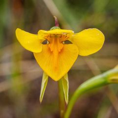 Diuris basaltica