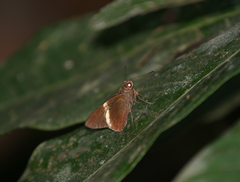 Lotongus calathus calathus