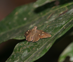 Lotongus calathus calathus
