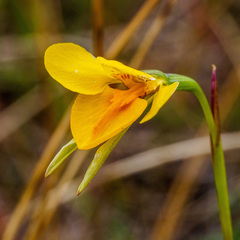 Diuris basaltica