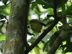 Basileuterus