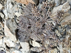 Lignocarpa diversifolia