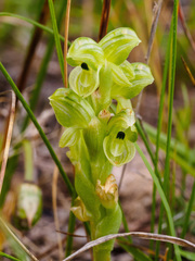 Pterostylis agrestis