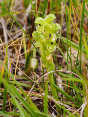 Pterostylis agrestis