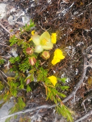 Hibbertia procumbens