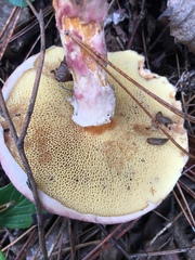 Suillus spraguei image