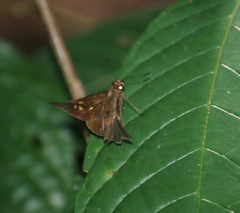 Lotongus calathus calathus