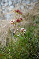 Geum cockaynei