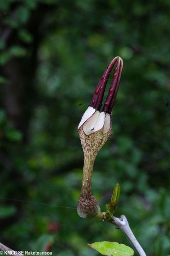 Ceropegia bosseri