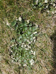 Dichosciadium ranunculaceum