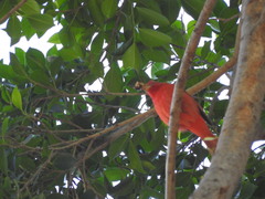 Piranga rubra
