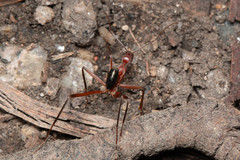 Leptomyrmex tibialis