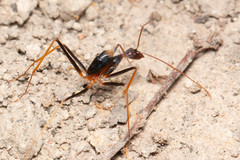 Leptomyrmex rothneyi