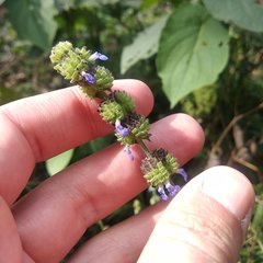 Salvia lasiocephala