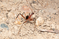 Leptomyrmex cnemidatus