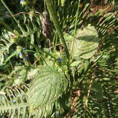 Salvia lasiocephala