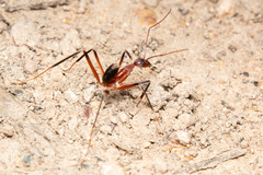 Leptomyrmex cnemidatus