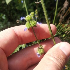 Salvia lasiocephala