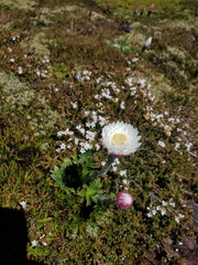 Xerochrysum milliganii